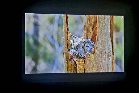 Bojevita kraljica noci 7